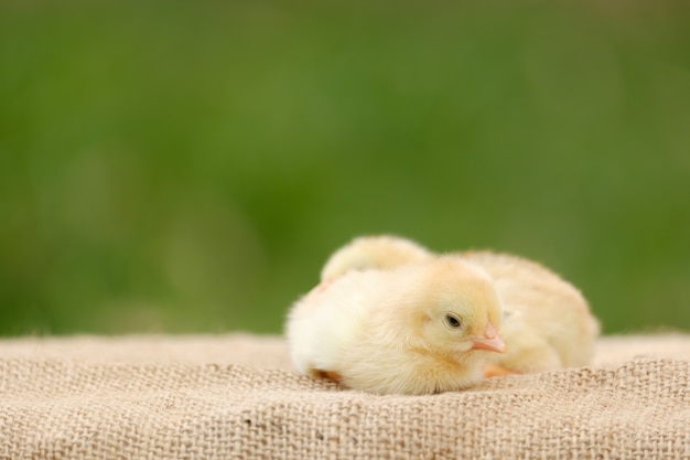 Two Chicken newborn standing on floor and blur background with copy space