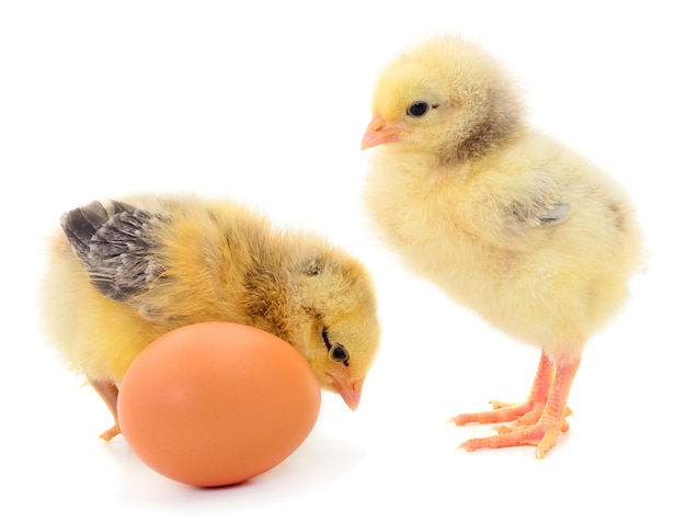 Two chickens and egg isolated