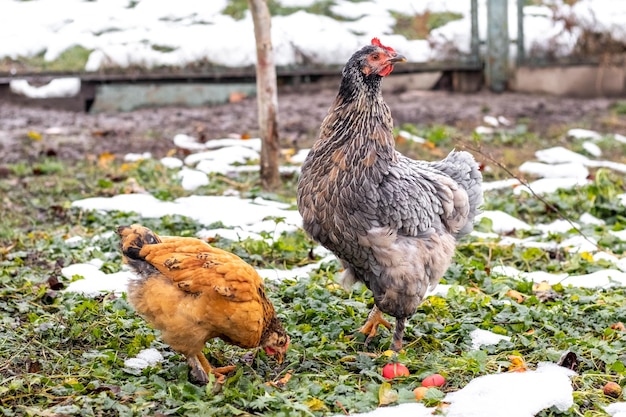 Two chickens in the garden on the grass covered with the first snow