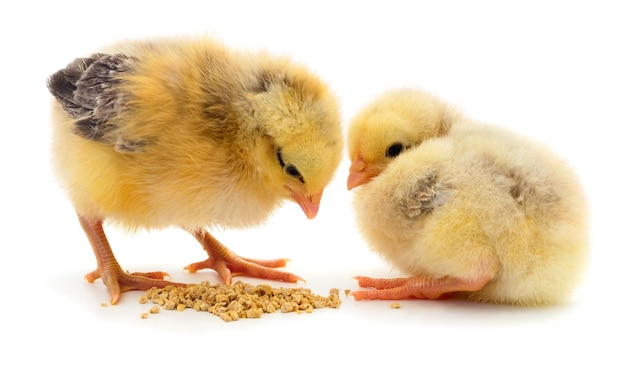 Two chickens and grains isolated