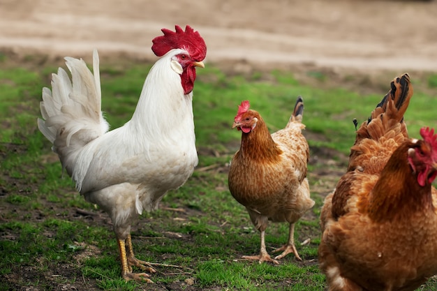 Two chickens and a rooster walking in the grass