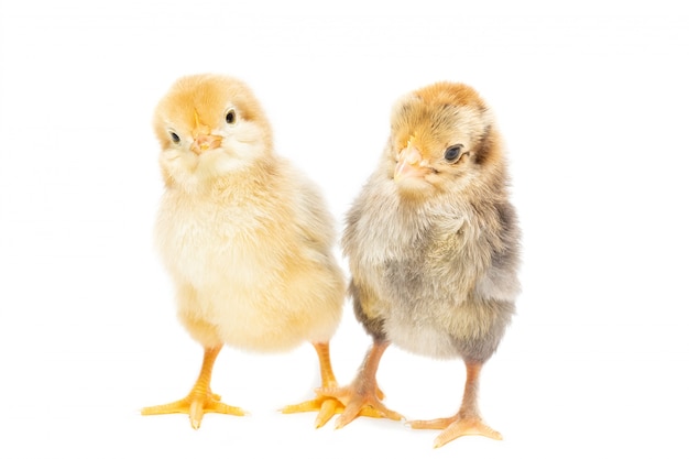 Two chickens on white background