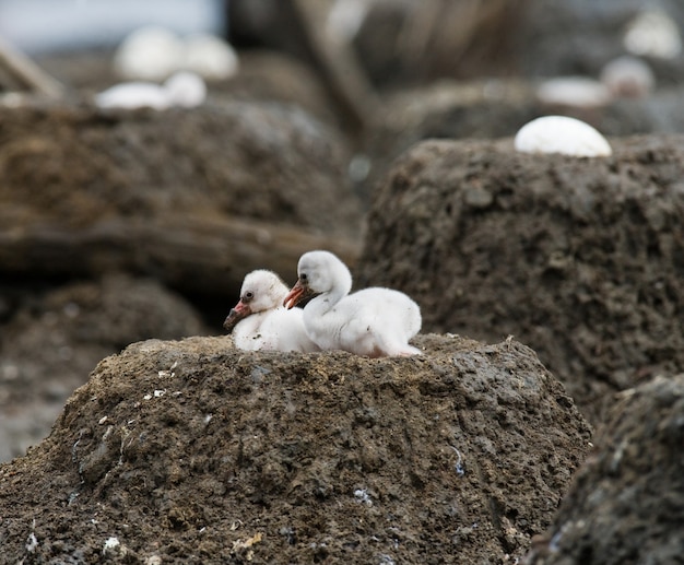 Two chicks Caribbean flamingo in a nest 