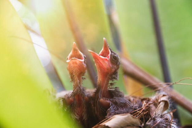 Photo two chicks in the nest open mouth waiting for food from mother bird.