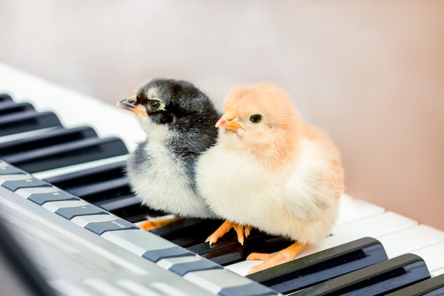 Two chicks on the piano keys. Lessons of music. Performing a musical play  a duet