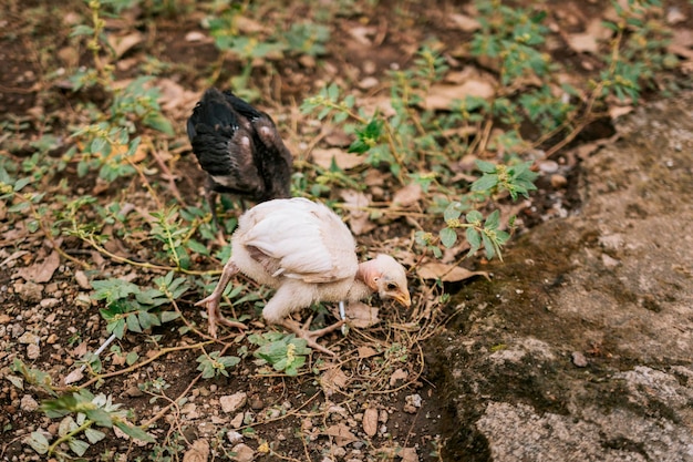 Two chicks in the yard looking for food Two purebred chicks in the yard looking for food domestic animals concept