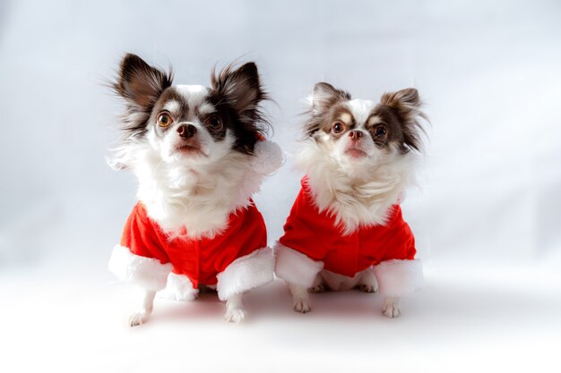 赤いクリスマスのサンタの衣装を着た2匹のチワワ犬がカメラを見ています。白い背景で隔離。