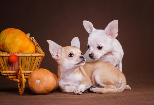 カボチャのバスケットを持った2匹のチワワ犬