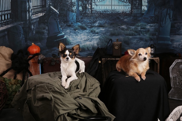 Photo two chihuahua in a halloween night setting with a skeleton