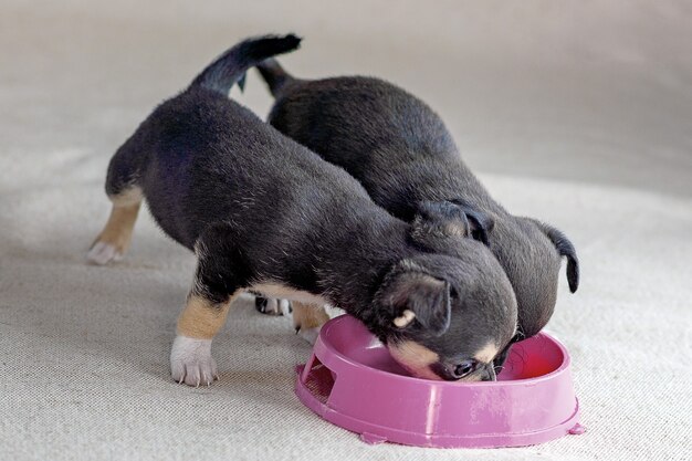 Two chihuahua puppies eat from a bowl.