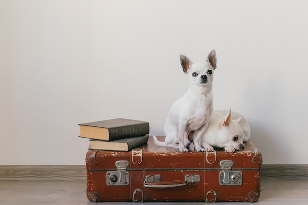 Two chihuahua puppies lying on suitcase. Mammal pets at home. Lovely dogs with funny faces. Domestic animals isolated on white wall. Ready to travel. Vintage books. Odd muzzles.