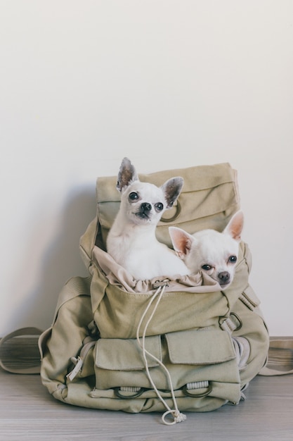 Two chihuahua puppies sitting in pocket of hipster backpack