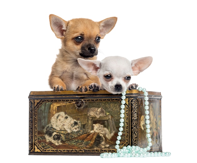 Two Chihuahua puppies in a vintage box isolated on white