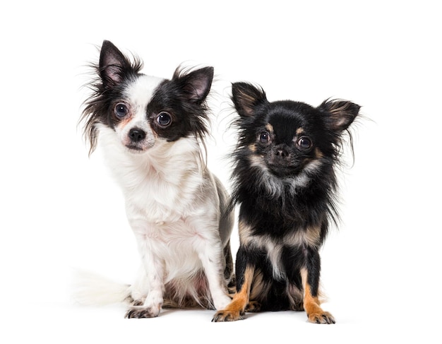 Two chihuahua together isolated on white