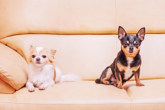 Two chihuahuas on a beige sofa Two dogs black and white are resting