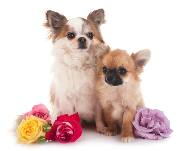 Two chihuahuas in front of white background