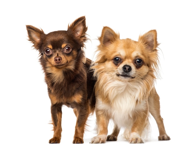 Two chihuahuas in front of a white wall