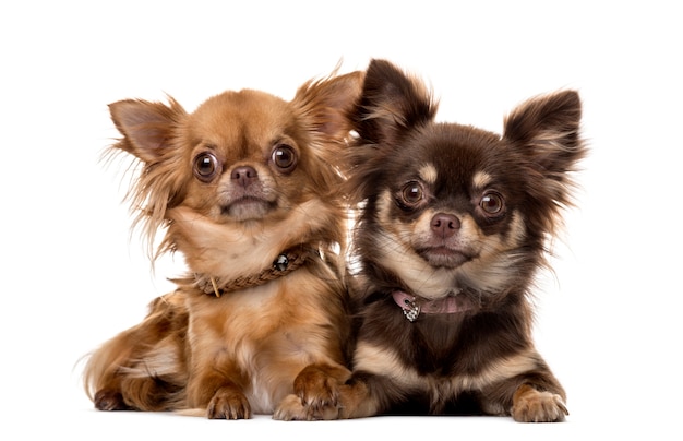 Two chihuahuas in front of white wall