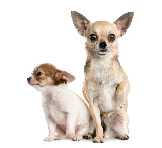 Two Chihuahuas in front of a white wall
