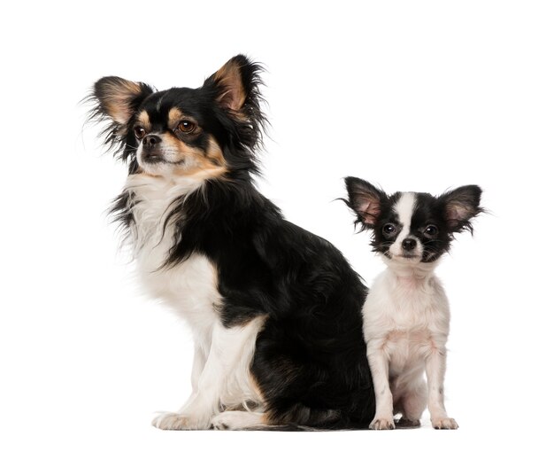 Two Chihuahuas sitting toghether isolated on white