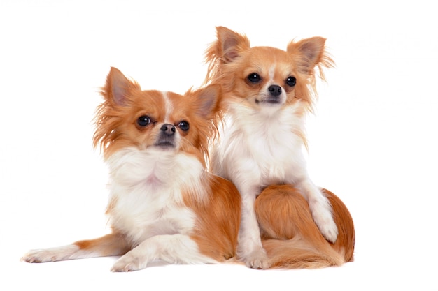 Two chihuahuas