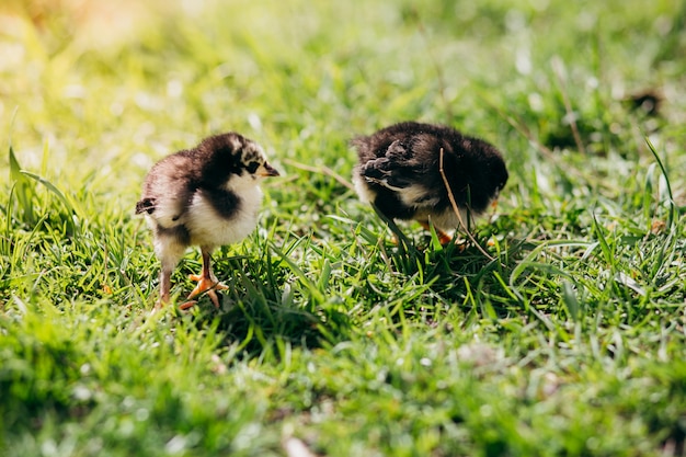 写真 緑の草に2つの鶏