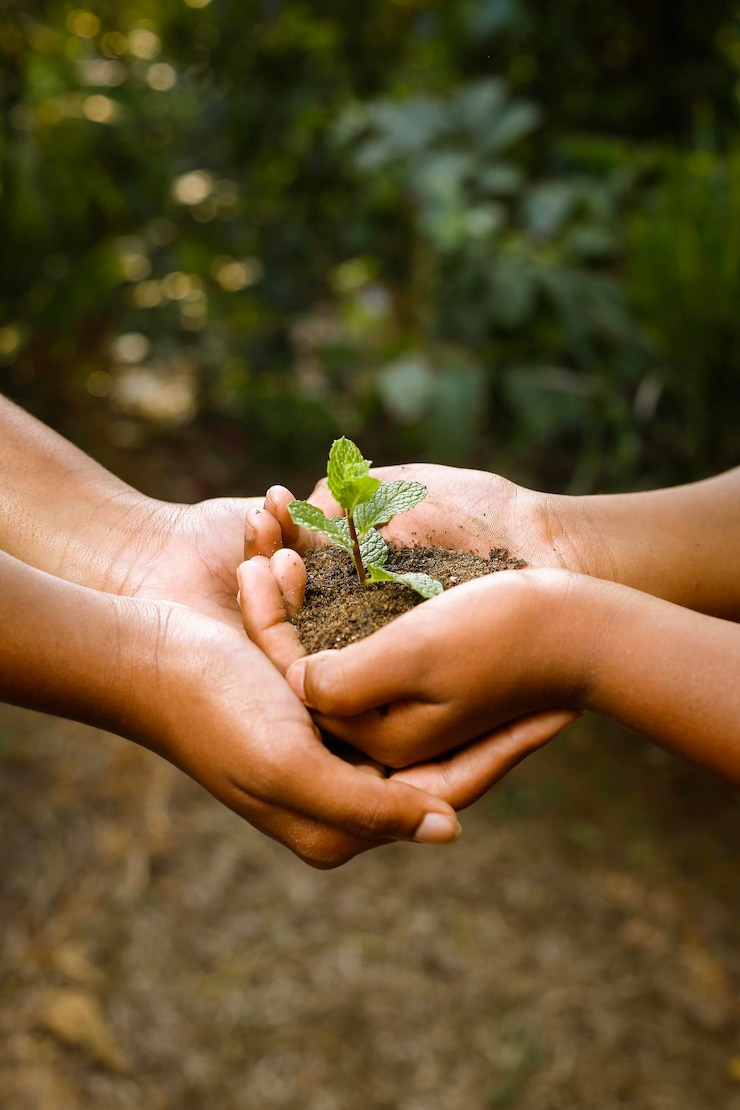 Photo two children holding together young of a small plant