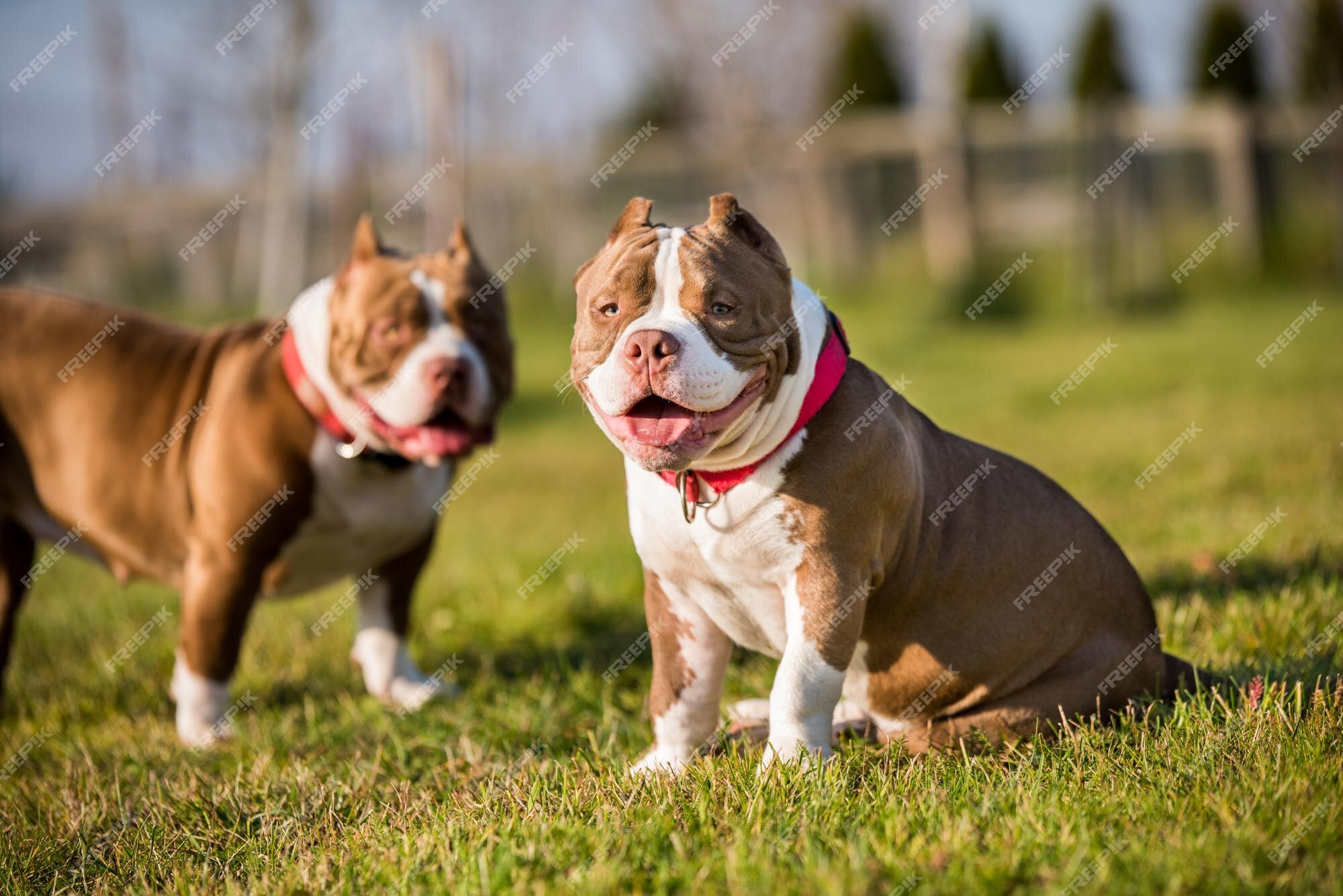 American Bully Pocket Stock Photo - Download Image Now - American