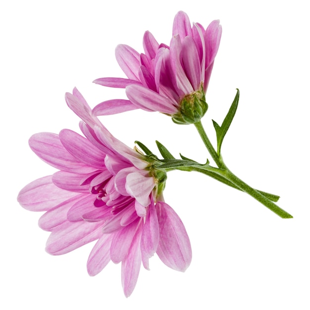 Two chrysanthemum flower heads with green stem isolated on white background closeup