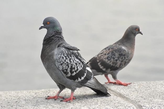 Two city pigeons stand