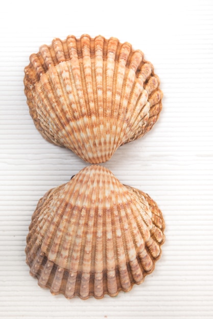 Photo two clam shells isolated