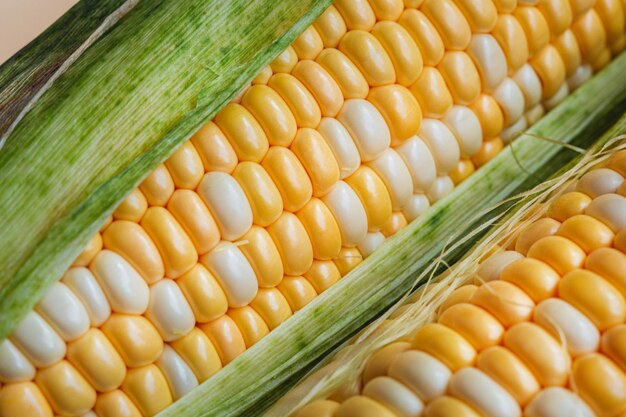 Two closeup ear of corn with green leaves