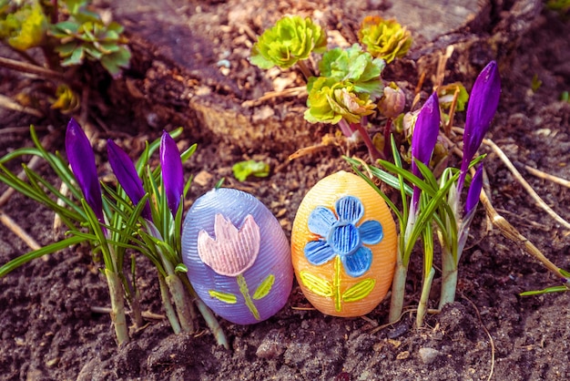 Two colored Easter eggs and blooming crocuses