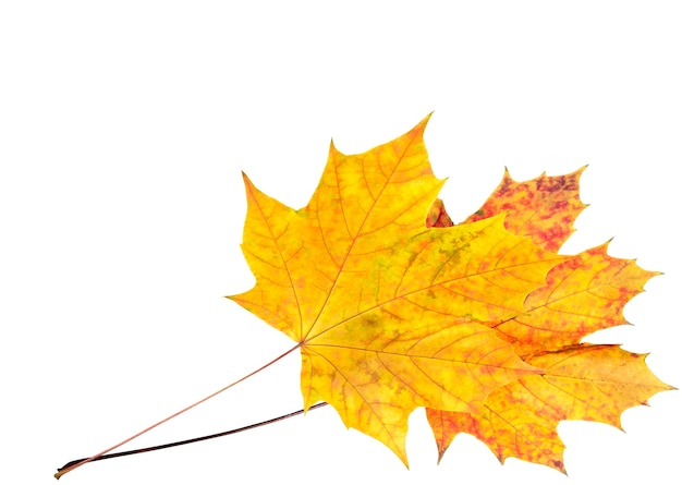 Two colorful autumn maple leafs on isolated white (corner position with copy space)