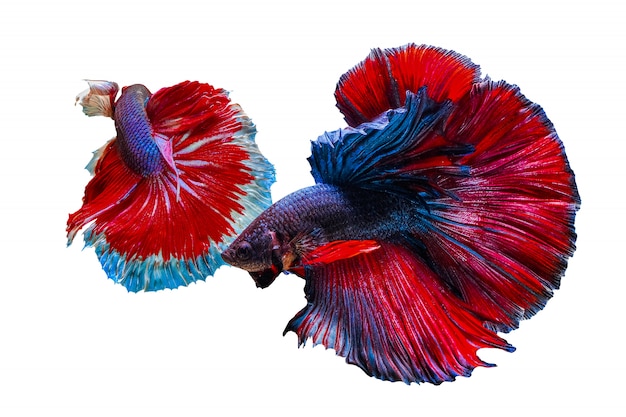 Photo two colorful betta fish chasing each other on a white background