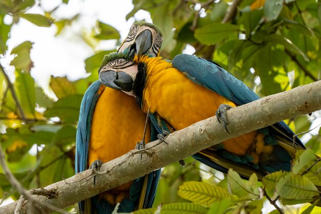 Photo two colorful birds perch on branches and hang out together in the woods