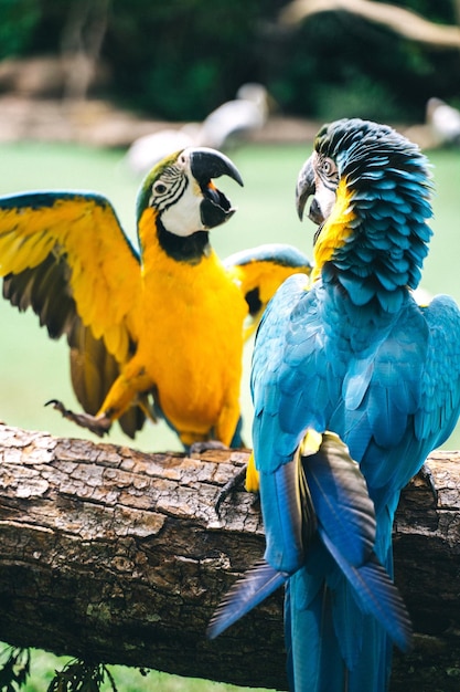 Photo two colorful macaw parrots on a piece of log