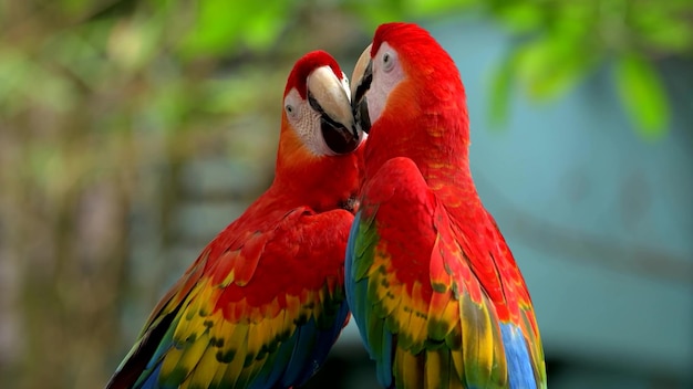 Two colorful parrots kissing