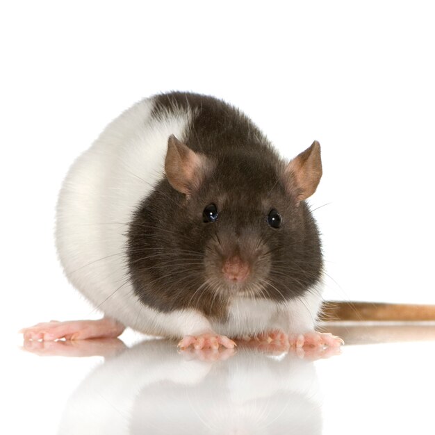 Two-coloured rat in front on a white wall