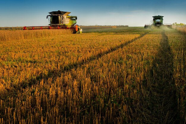 Two combine harvesters drive opposite a field with cut stubble after harvesting