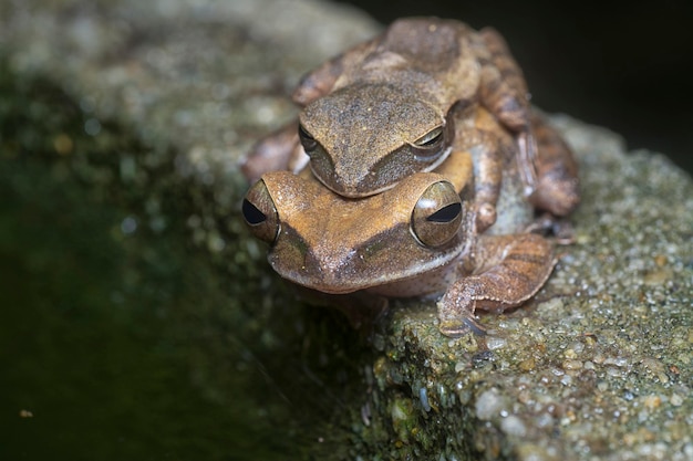 Photo two common bush frogs clinging onto each other