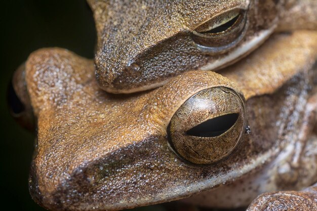 two common bush frogs clinging onto each other