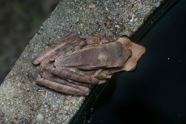 Photo two common bush frogs clinging onto each other