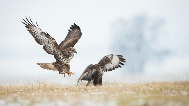 Two common buzzard landing on field in winter nature