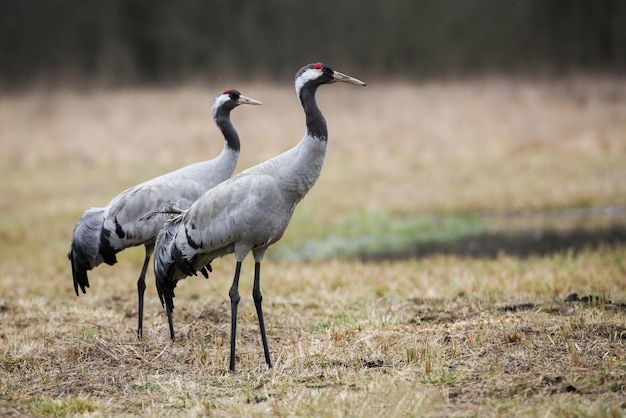 Two common crane standing on field in spring nature