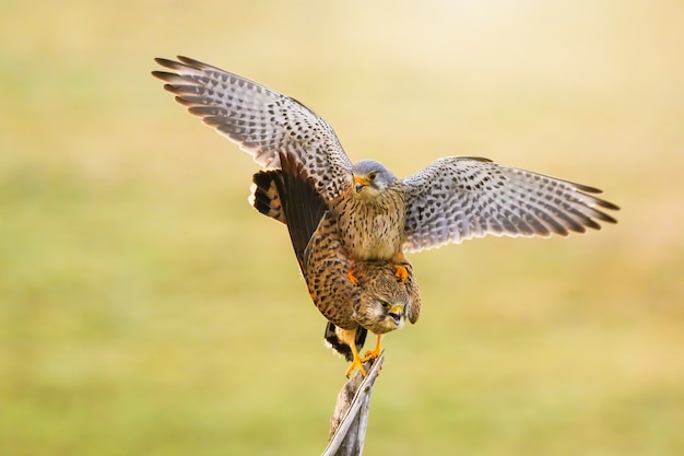 Two common kestrel mating on branch in spring nature