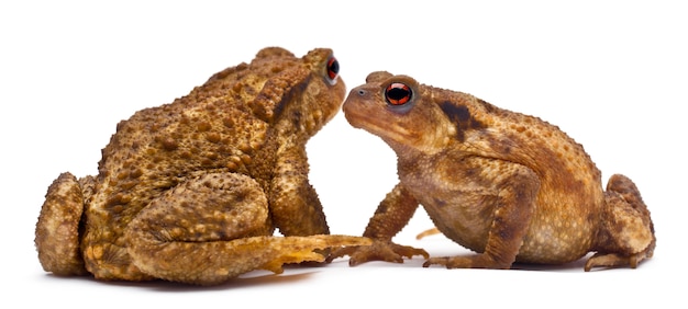 Two common toads or European toad - Bufo bufo facing each other