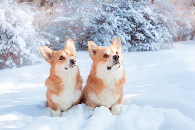 Two corgi dogs on a winter walk