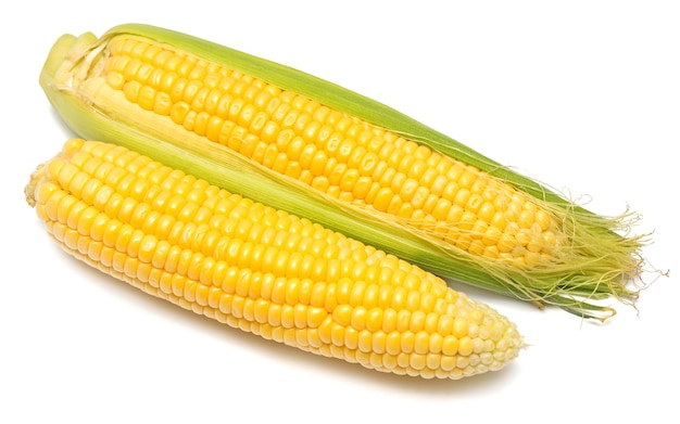 Two corn isolated on white background. Top view, flat