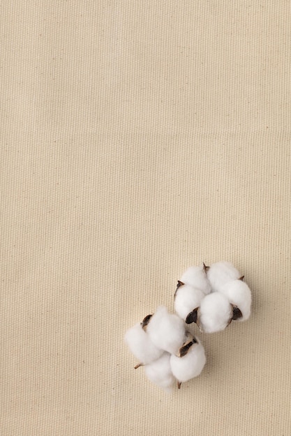 Two cotton flowers on a light fabric